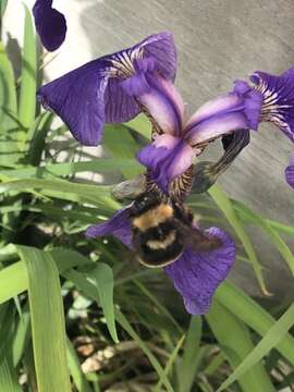 Image of <i>Bombus mckayi</i> Ashmead