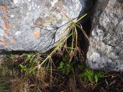 Image of Cyperus leptocladus Kunth