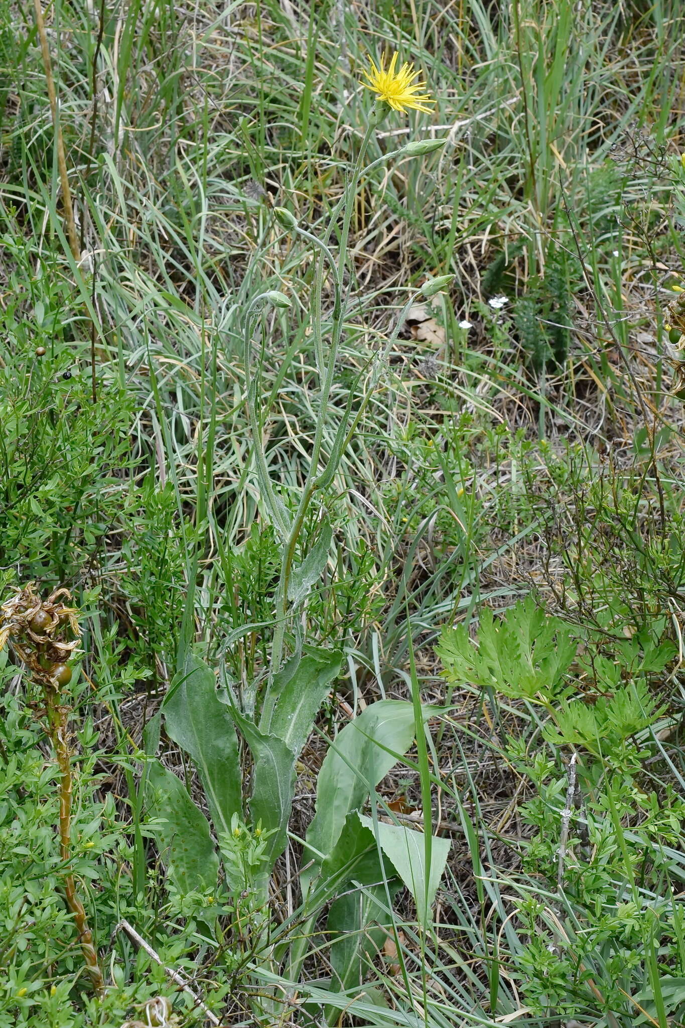 Image of Pseudopodospermum strictum (Hornem.) Zaika, Sukhor & N. Kilian