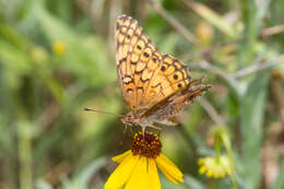 Image of Variegated Fritillary