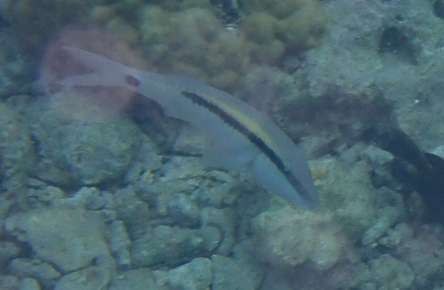 Image of dash-and-dot goatfish