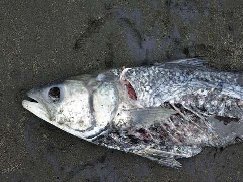 Image of Australasian salmons