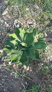 Image of Agave cupreata Trel. & A. Berger