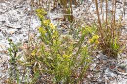 Image of Atlantic St. John's-Wort