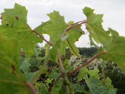 Image of wine grape