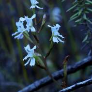 Image of Disa sagittalis (L. fil.) Sw.