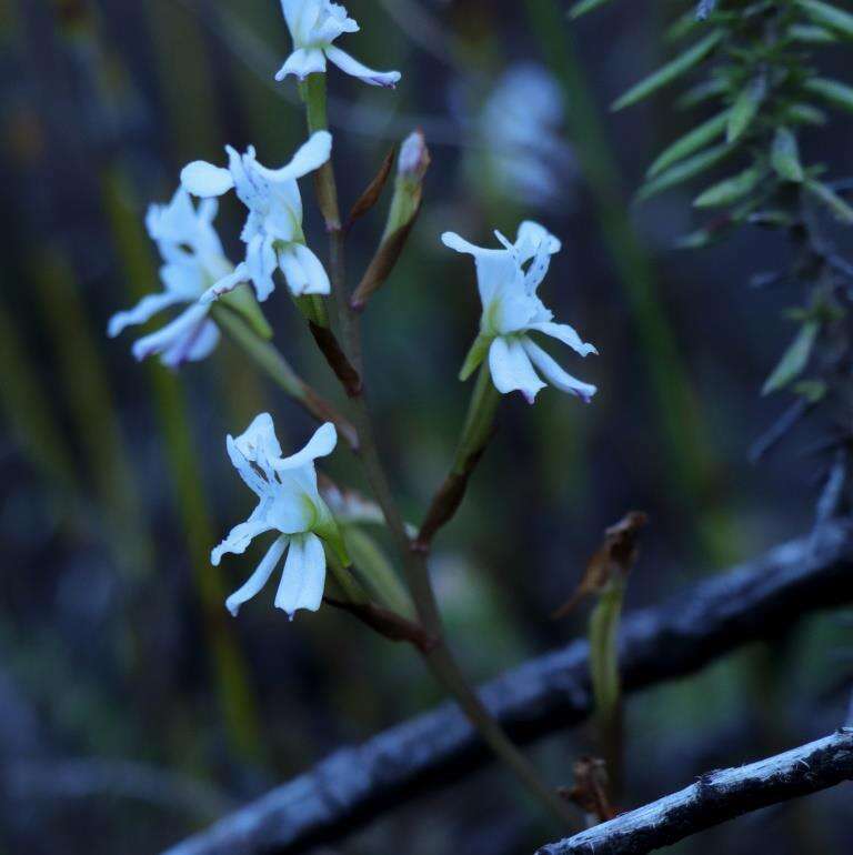 Disa sagittalis (L. fil.) Sw.的圖片