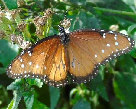 Sivun Danaus gilippus thersippus (H. Bates 1863) kuva