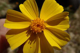 صورة Coreopsis calliopsidea (DC.) A. Gray