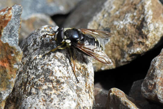 Image of Sericomyia militaris Walker 1849