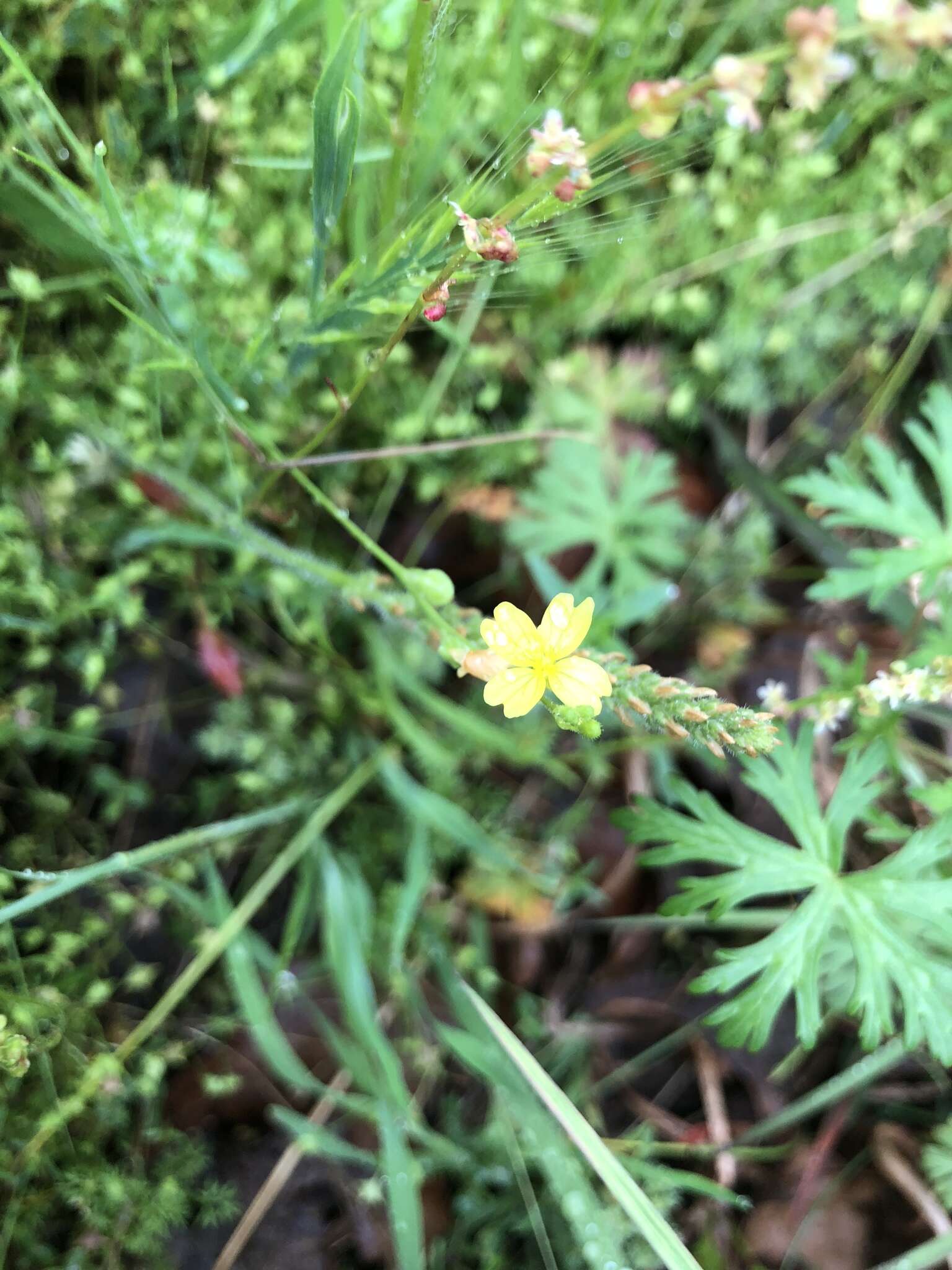 Oenothera linifolia Nutt.的圖片