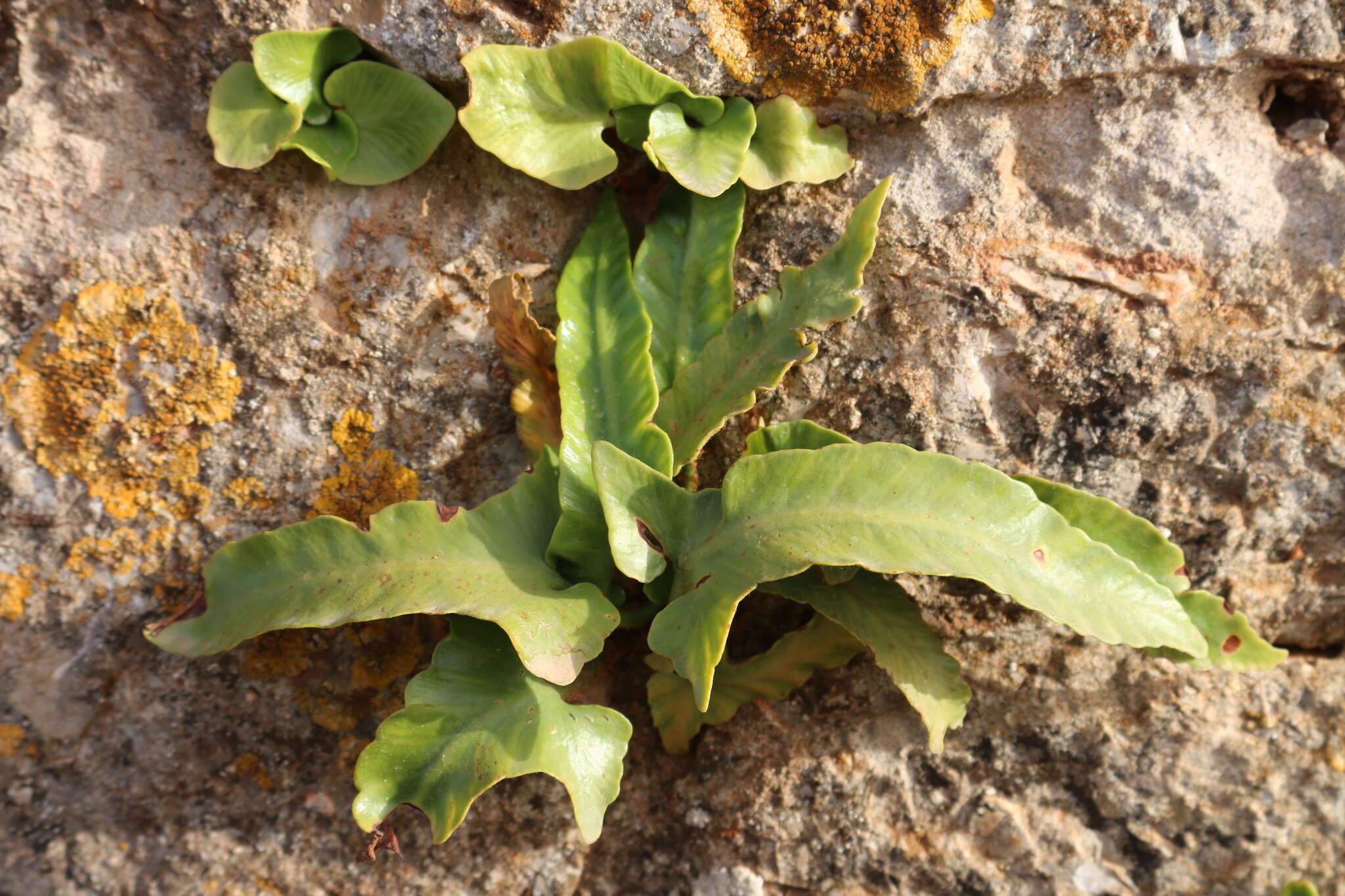 Image of Asplenium sagittatum (DC.) A. J. Bange