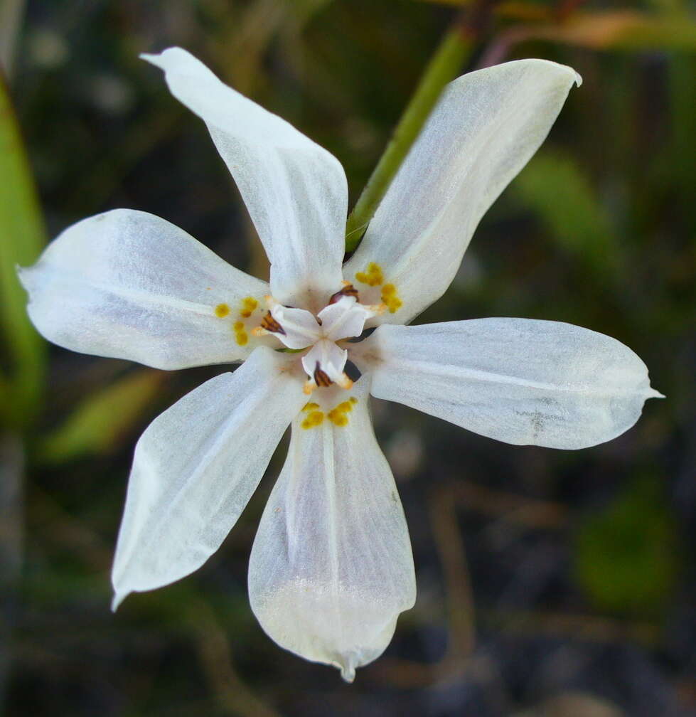 Image of Moraea viscaria (L. fil.) Ker Gawl.