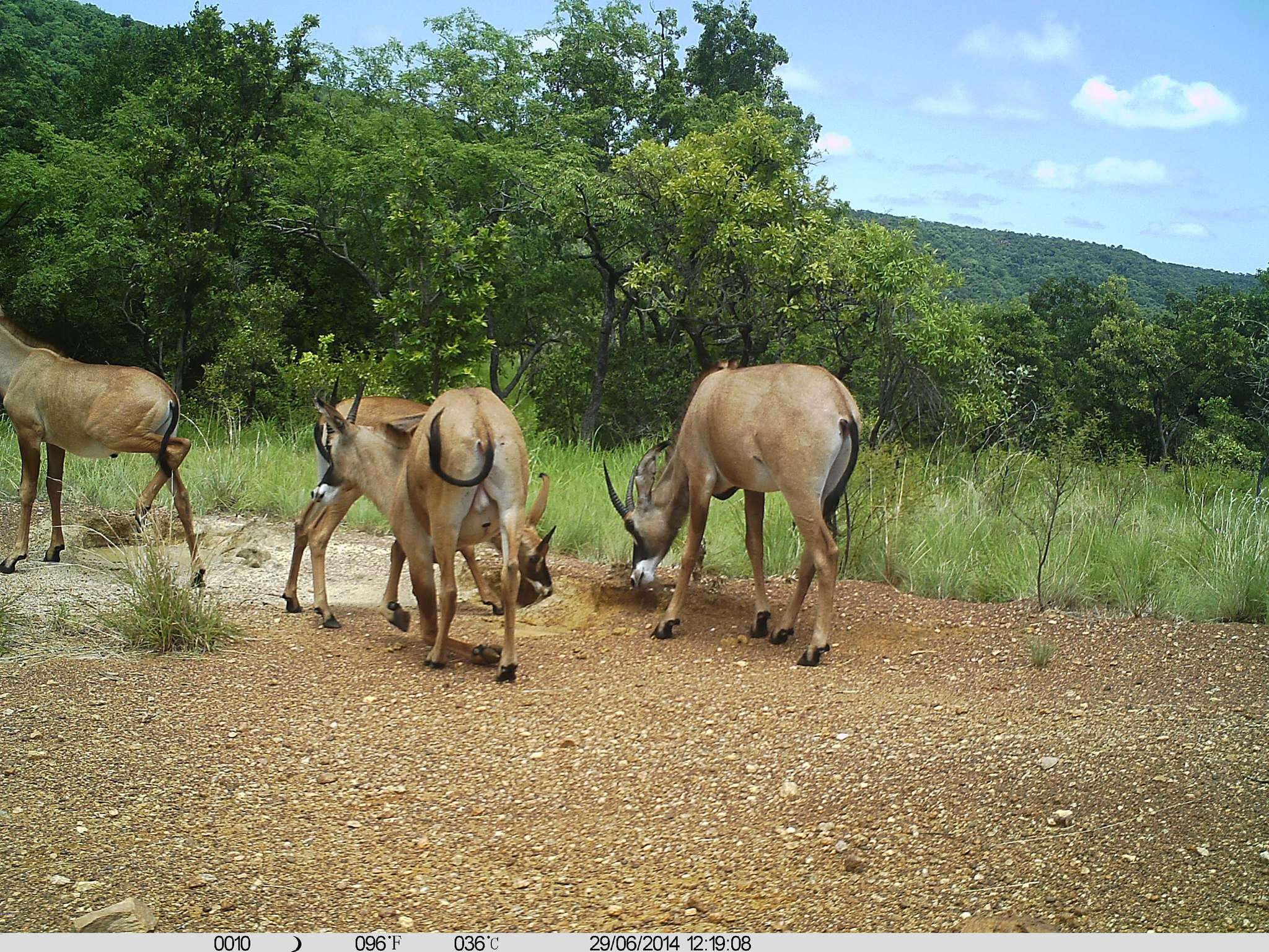 Image of Roan Antelope