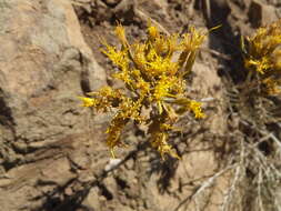 Image of Ericameria nauseosa var. speciosa (Nutt.) G. L. Nesom & G. I. Baird