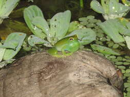 Image of Orinoco lime treefrog