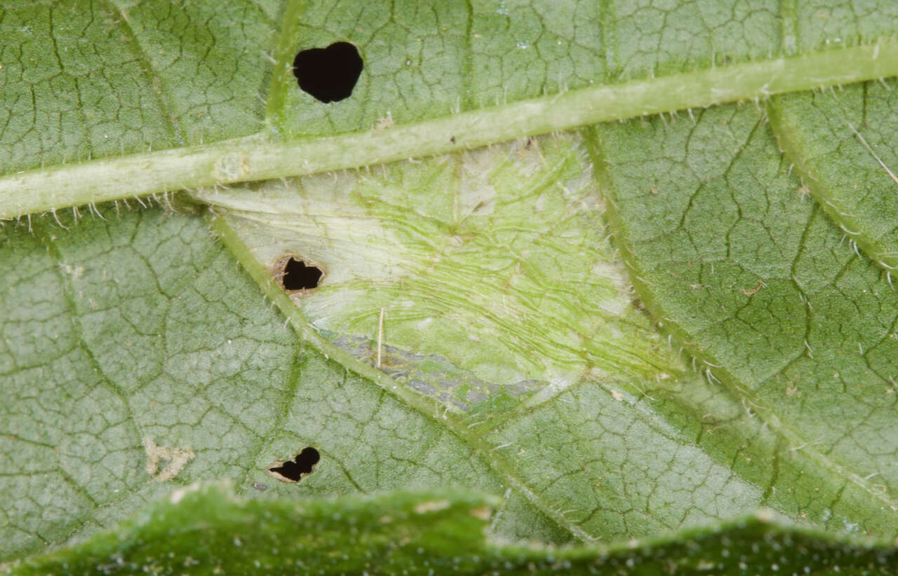 Слика од Cremastobombycia ignota (Frey & Boll 1873)