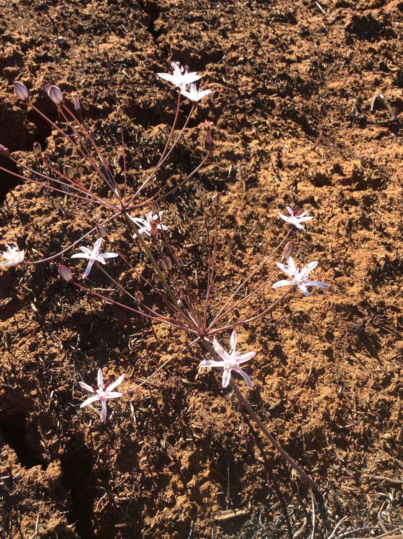 Image of Strumaria discifera subsp. bulbifera Snijman