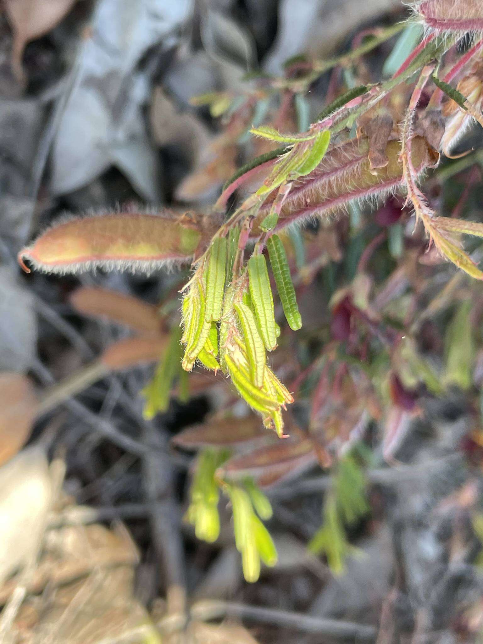 Plancia ëd Bossiaea eriocarpa Benth.