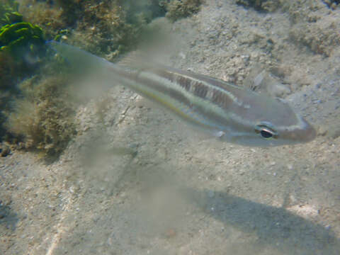 Image of Three-striped whiptail