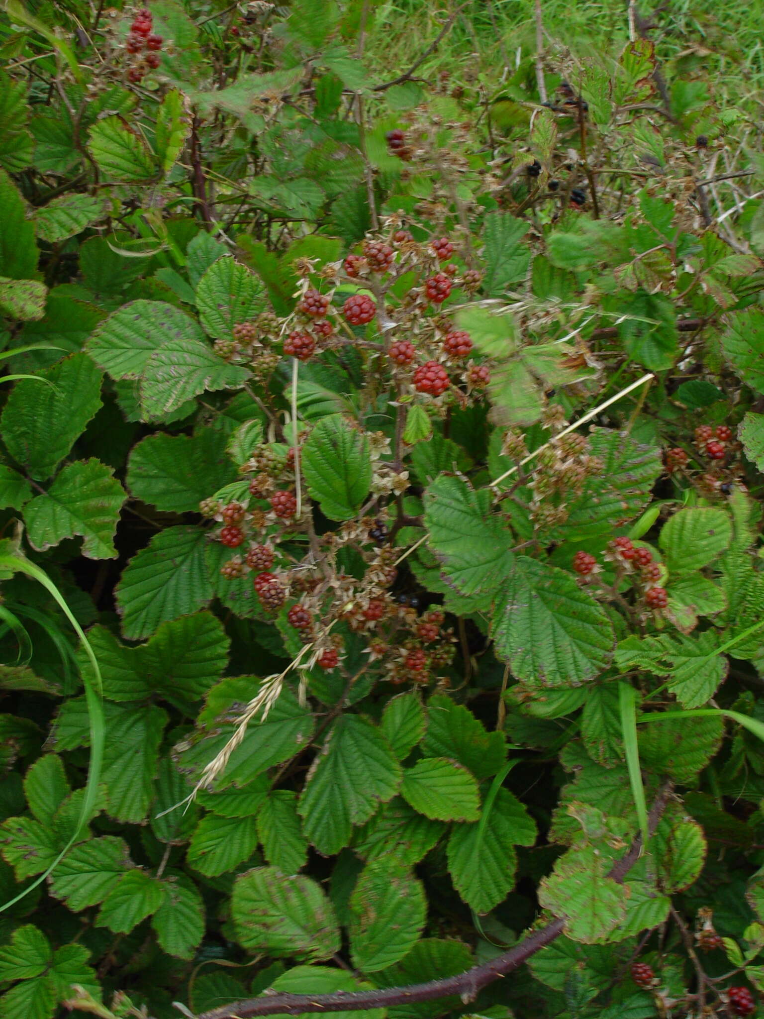 Image de Rubus radula Weihe ex Boenn.