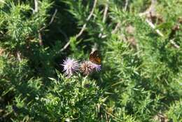 Lycaena feredayi (Bates 1867) resmi