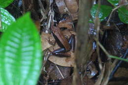 صورة Mantidactylus melanopleura (Mocquard 1901)