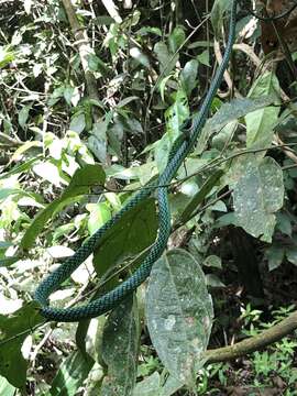 Sivun Leptophis ahaetulla (Linnaeus 1758) kuva