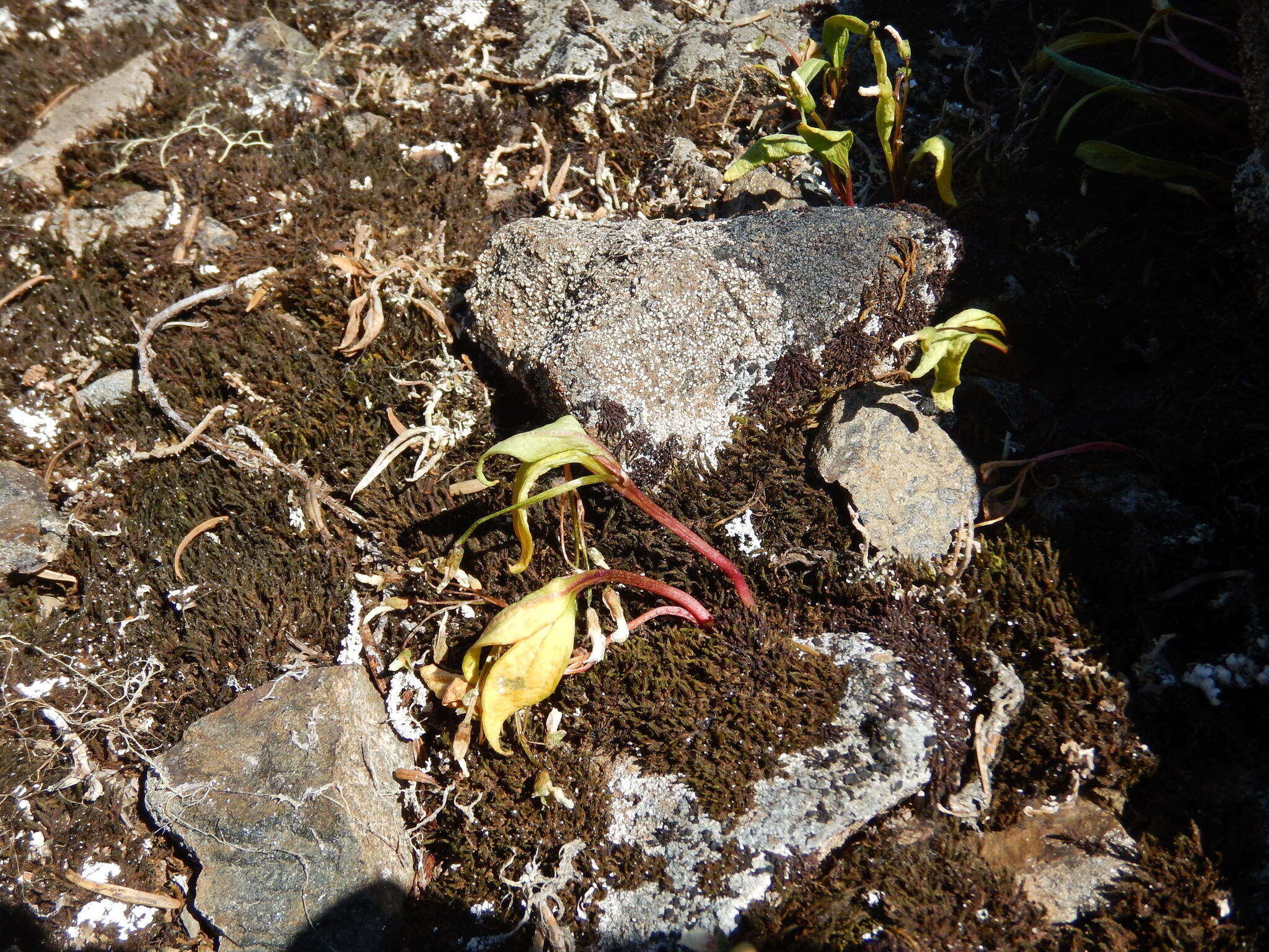 Image of Pacific springbeauty