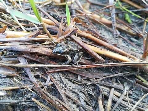 Imagem de Leptodactylus fragilis (Brocchi 1877)