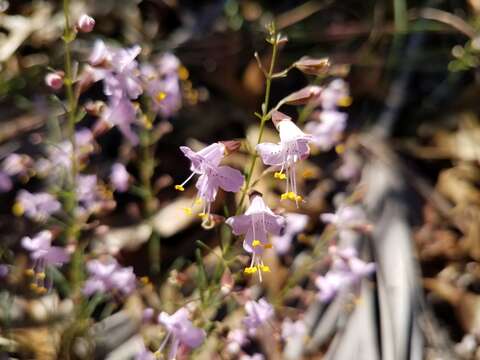 Imagem de Dicerandra linearifolia (Elliott) Benth.