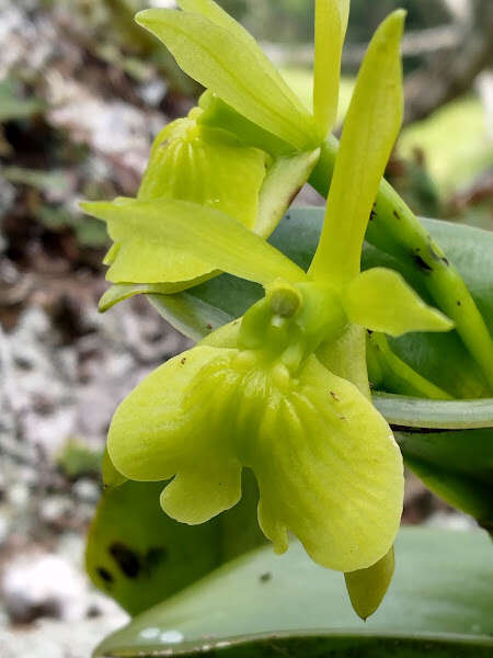 Image of Epidendrum vulgoamparoanum Hágsater & L. Sánchez