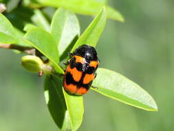 Image of <i>Cryptocephalus loreyi</i>