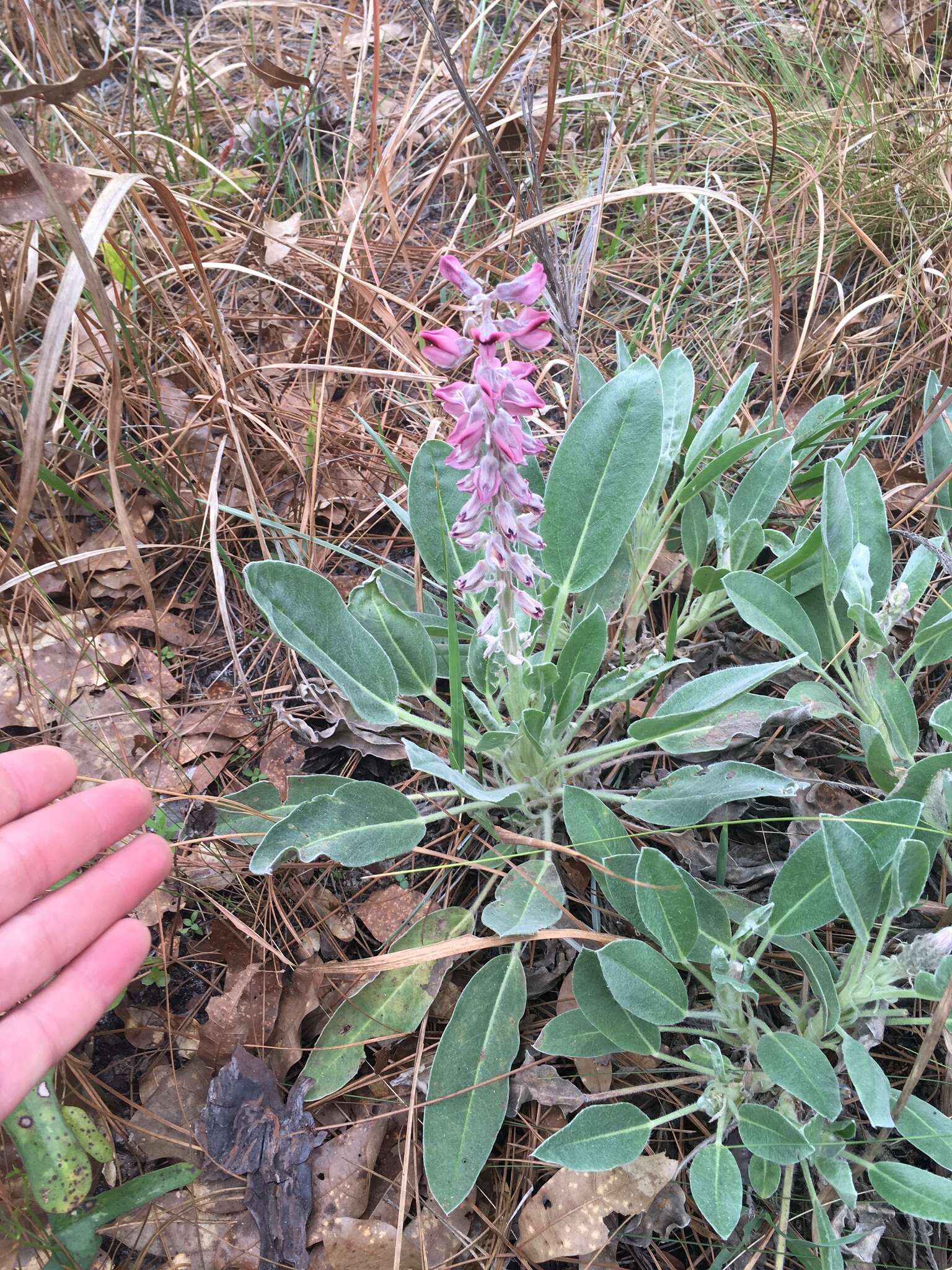 Imagem de Lupinus villosus Willd.