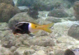 Image of Bicolor goatfish