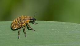 Image of Weevil