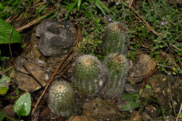 Image de Echinocereus acifer (Otto ex Salm-Dyck) Lem.