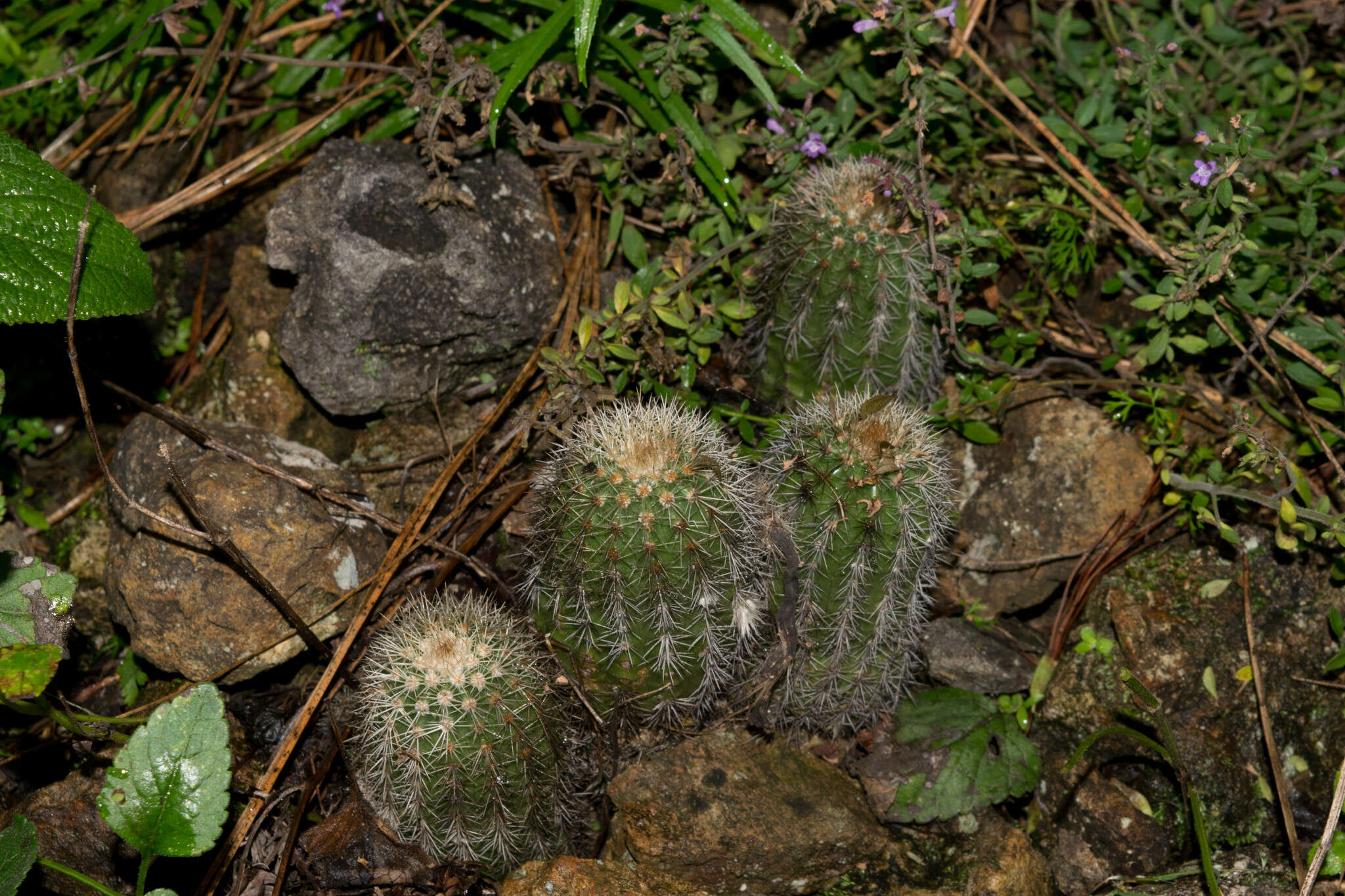 Image de Echinocereus acifer (Otto ex Salm-Dyck) Lem.