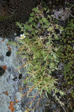 Image of Saxifraga aspera L.