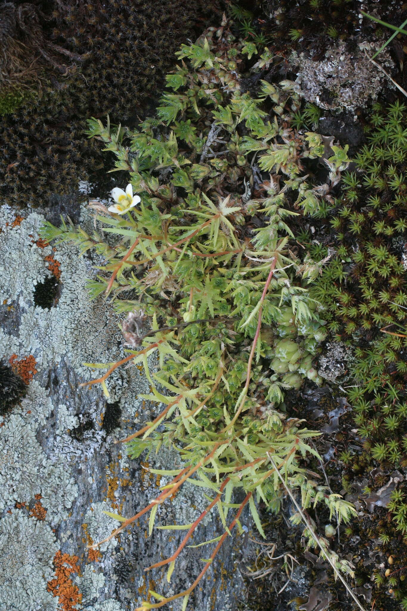 Imagem de Saxifraga aspera L.