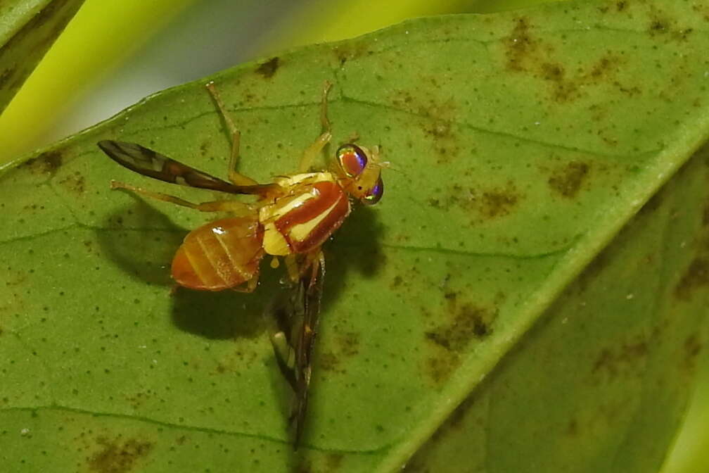 Image of West Indian fruit-fly