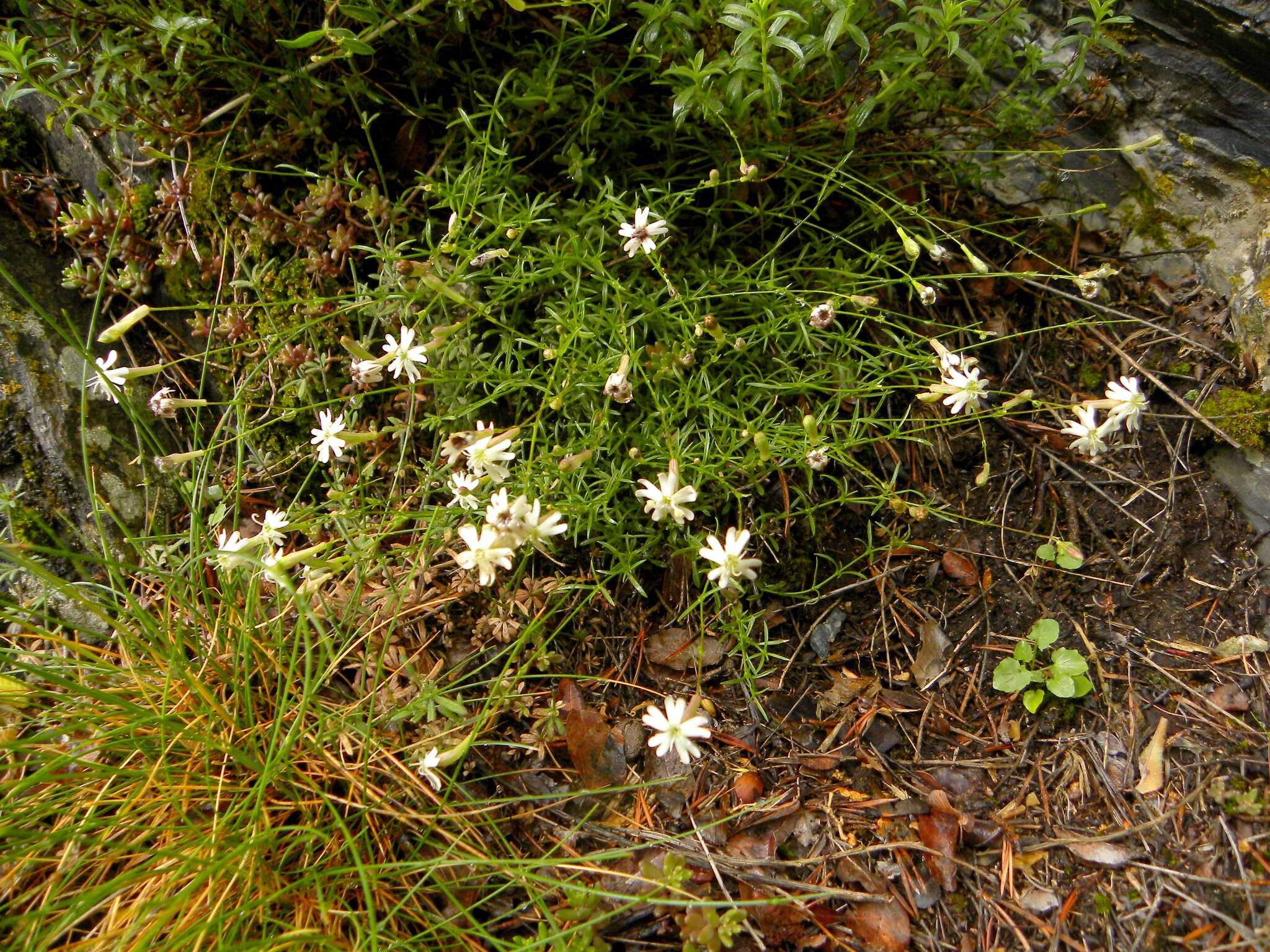 Image of Silene saxifraga L.