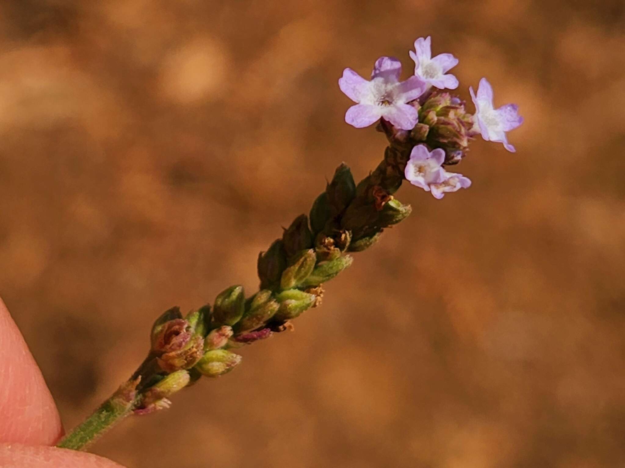 Image of Verbena sphaerocarpa L. M. Perry