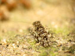 Stimulopalpus japonicus Enderlein 1907 resmi