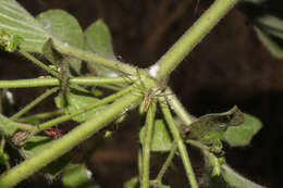 Image of Ruellia floribunda Hook.