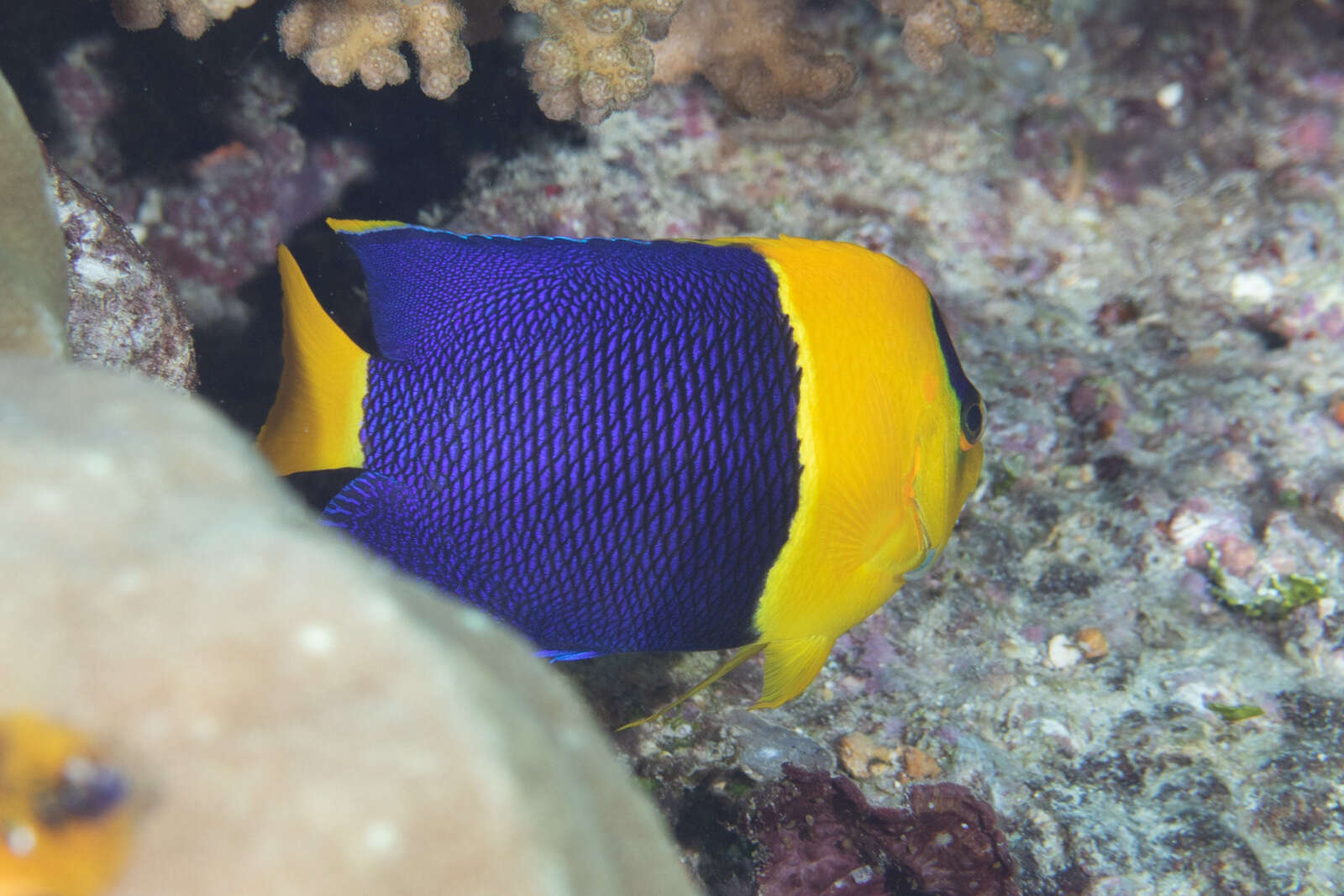 Image of Bicolor Angelfish