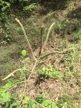 Image of Panicled Indigo-Bush