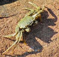 Image of Grapsus fourmanoiri Crosnier 1965