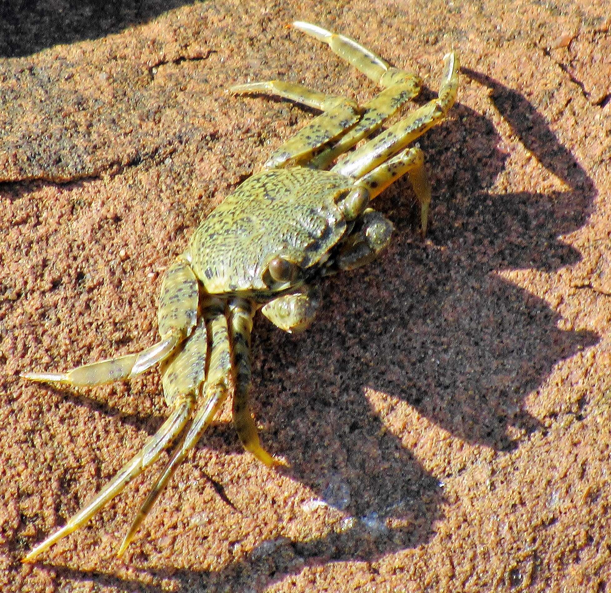 Image de Grapsus fourmanoiri Crosnier 1965