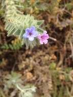 Image of strigose alkanet
